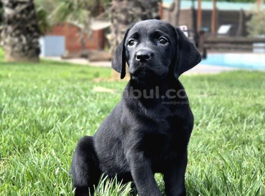 Orji̇nal Ust Kali̇te Labrador Retri̇ever Yavrulari görsel