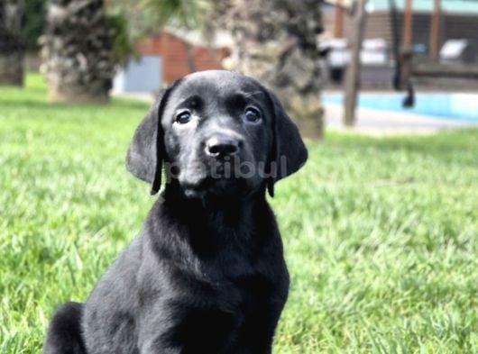 Orji̇nal Ust Kali̇te Labrador Retri̇ever Yavrulari görsel