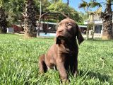 Orji̇nal Ust Kali̇te Labrador Retri̇ever Yavrulari