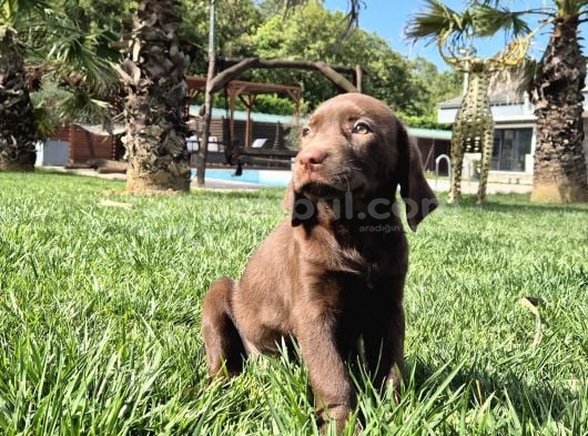 Orji̇nal Ust Kali̇te Labrador Retri̇ever Yavrulari görsel