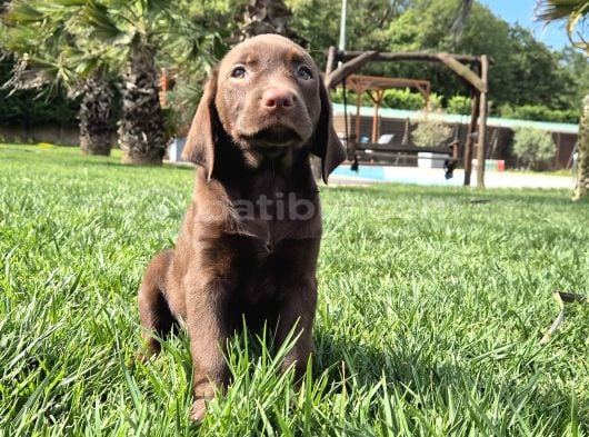 Orji̇nal Ust Kali̇te Labrador Retri̇ever Yavrulari görsel