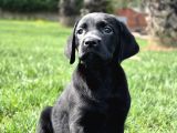 Orji̇nal Ust Kali̇te Labrador Retri̇ever Yavrulari