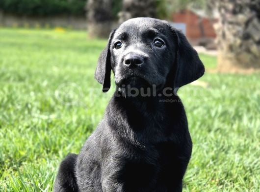Orji̇nal Ust Kali̇te Labrador Retri̇ever Yavrulari