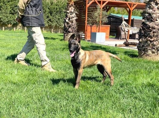 Eğitimli Belçika Malinois görsel