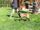 Eğitimli Belçika Malinois