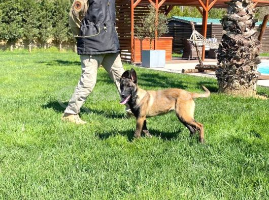 Eğitimli Belçika Malinois