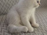 Wcf Sertifikalı Anne Babadan British Shorthair Yavrular
