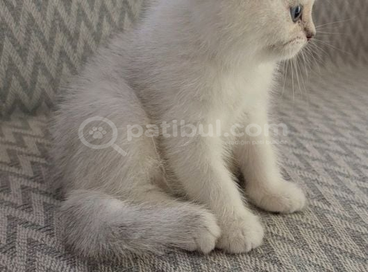 Wcf Sertifikalı Anne Babadan British Shorthair Yavrular görsel