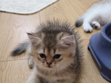 Wcf Sertifikalı Anne Babadan British Shorthair Yavrular