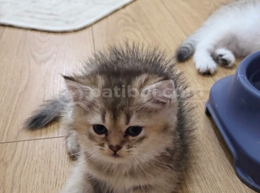 Wcf Sertifikalı Anne Babadan British Shorthair Yavrular görsel