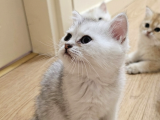 Wcf Sertifikalı Anne Babadan British Shorthair Yavrular