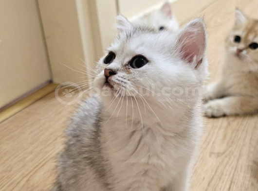 Wcf Sertifikalı Anne Babadan British Shorthair Yavrular görsel