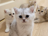 Wcf sertifikalı anne babadan british shorthair yavrular