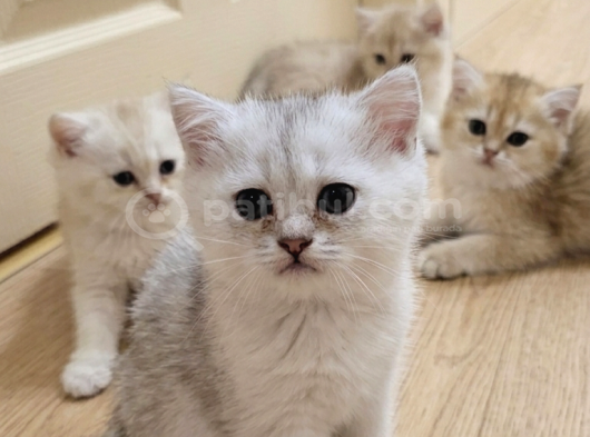 Wcf sertifikalı anne babadan british shorthair yavrular