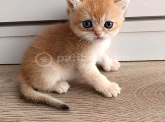 Golden Kızımız Yeni Yuvasını Arıyor görsel