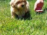 Mükemmel Maltipoo Yavruları Sizleri Bekliyor