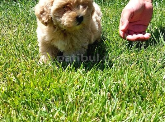 Mükemmel Maltipoo Yavruları Sizleri Bekliyor görsel