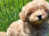 Mükemmel Maltipoo Yavruları Sizleri Bekliyor