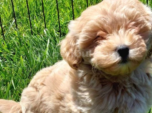 Mükemmel Maltipoo Yavruları Sizleri Bekliyor görsel