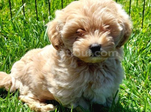 Mükemmel Maltipoo Yavruları Sizleri Bekliyor görsel
