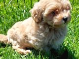 Mükemmel Maltipoo Yavruları Sizleri Bekliyor