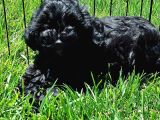 Mükemmel Maltipoo Yavruları Sizleri Bekliyor