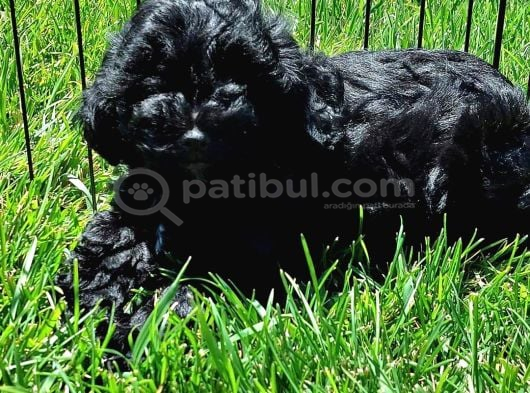 Mükemmel Maltipoo Yavruları Sizleri Bekliyor