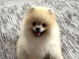 Pomeranian Yetişkin Oğlumuz