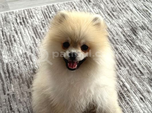 Pomeranian yetişkin oğlumuz