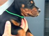 Doberman Yavruları  Sağlıklı Kaliteli