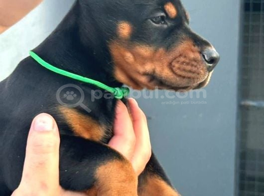 Doberman Yavruları  Sağlıklı Kaliteli görsel