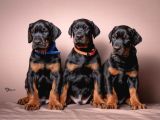 Doberman Yavruları  Sağlıklı Kaliteli