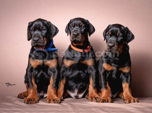 Doberman Yavruları  Sağlıklı Kaliteli