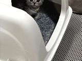 2 Aylık Tatlı Yavrumuza Yuva Arıyorm İstanbul