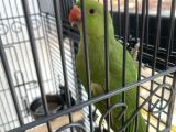 Pakistan Papağanı Ankara