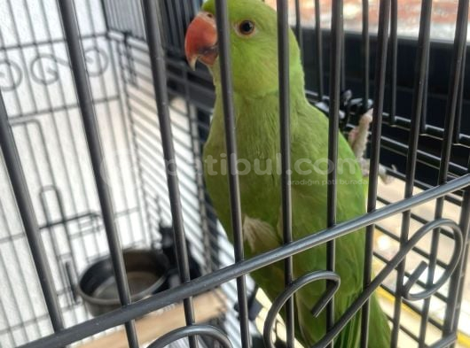 Pakistan Papağanı Ankara görsel