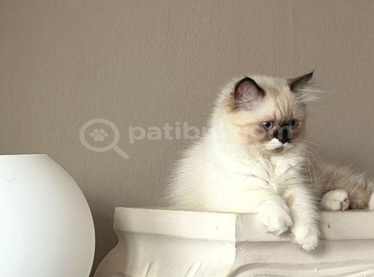 Sağlıklı Blue Point İstanbul görsel