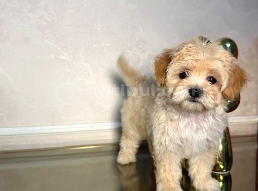 Malti̇poo Ci̇nsi̇ Yavrular Ev Üreti̇mi̇ görsel