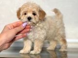 Malti̇poo Ci̇nsi̇ Yavrular Ev Üreti̇mi̇
