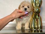 Malti̇poo Ci̇nsi̇ Yavrular Ev Üreti̇mi̇