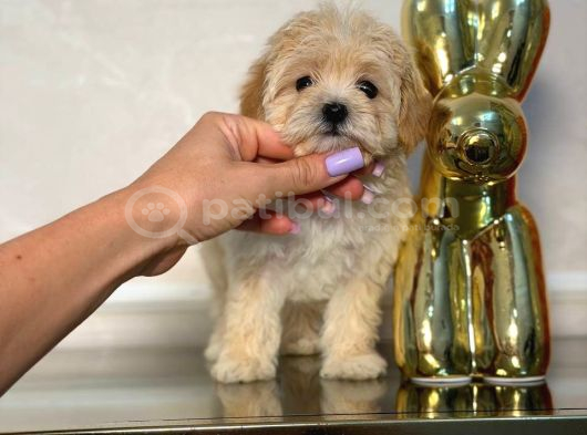 Malti̇poo Ci̇nsi̇ Yavrular Ev Üreti̇mi̇ görsel