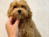 Toy Poodle Sevi̇mli̇ Yavrular Ev Üreti̇mi̇