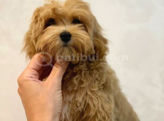 Toy Poodle Sevi̇mli̇ Yavrular Ev Üreti̇mi̇ görsel
