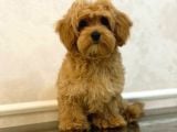 Toy Poodle Sevi̇mli̇ Yavrular Ev Üreti̇mi̇