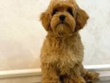 Toy Poodle Sevi̇mli̇ Yavrular Ev Üreti̇mi̇
