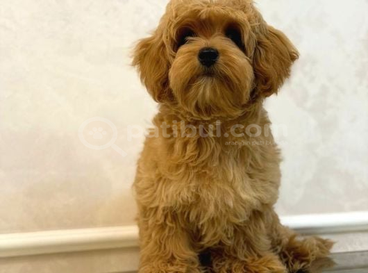 Toy Poodle Sevi̇mli̇ Yavrular Ev Üreti̇mi̇ görsel