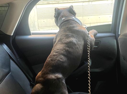 Erkek American Bully Standart Çipli  Pasaportlu İstanbul görsel