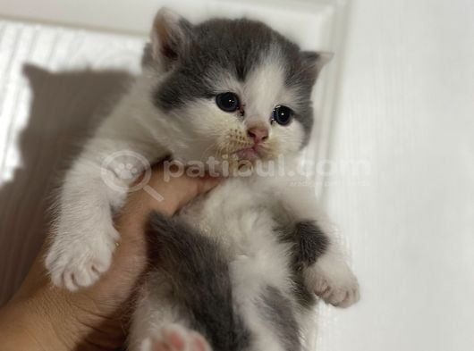 Bicolor Harika Bebekler görsel