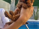 Son Kalan Erkek 2 Aylık Koyu Kahverengi Teacup Poodle