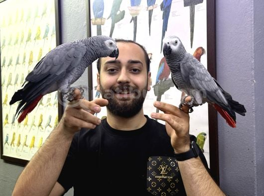 Konuşan Zeki geveze evcil Jako papağanları